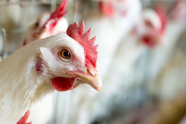 راه اندازی پرورش مرغ گوشتی؛ کاری سودمند است یا خیر؟      