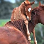 همه چیز در مورد پرورش اسب